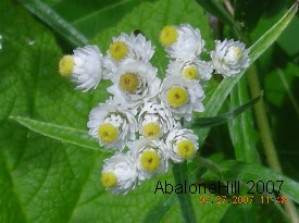 flowers and plants